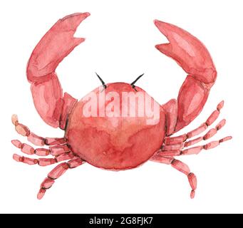 Crabe rouge aquarelle Banque D'Images