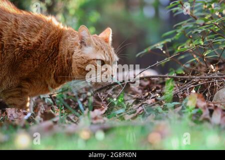 Curieux Ginger Tabby Cat explore le jardin. L'animal félin domestique rouge ou orange s'ébouille à l'herbe à l'extérieur. Banque D'Images