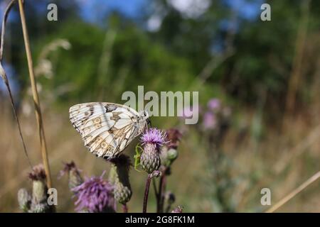 Côté ventral de Melanargia Galathea sur le Thistle de champ. Femelle de papillon blanc marbré sur Cirsium arvense dans la nature tchèque. Banque D'Images