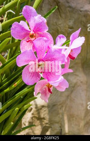 l'image de gros plan de fleurs d'orchidées de couleur rose avec un fond naturel. Banque D'Images
