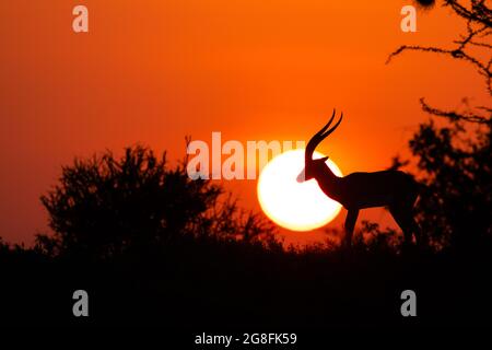 Une antilope se balade devant le soleil couchant. MAASAI MARA, KENYA : CET ÉTUDIANT a passé des semaines à capturer des photos époustouflantes de la plupart des pays d'Afrique Banque D'Images