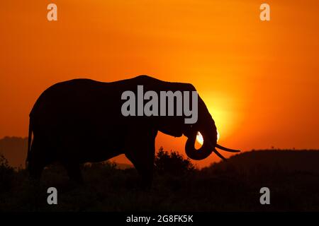 Un éléphant tient apparemment le soleil couchant dans son tronc. MAASAI MARA, KENYA : CET ÉTUDIANT a passé des semaines à capturer des photos époustouflantes de la plupart des pays d'Afrique Banque D'Images