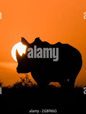 Ce rhinocéros se tenait devant le soleil - le perçant avec sa corne. MAASAI MARA, KENYA : CET ÉTUDIANT a passé des semaines à capturer des photos étonnantes d'Africain Banque D'Images