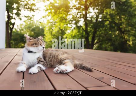 Le magnifique chat tricolore se trouve sur une terrasse en bois marron Banque D'Images