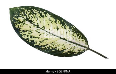 Feuille de Dieffenbachia (canne stupide) isolée sur fond blanc Banque D'Images