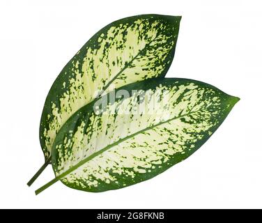 Feuille de Dieffenbachia (canne stupide) isolée sur fond blanc Banque D'Images