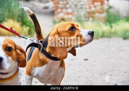 Un joli petit beagle de chiot avec sa mère à l'extérieur. Beagle chiens par une belle journée d'été Banque D'Images