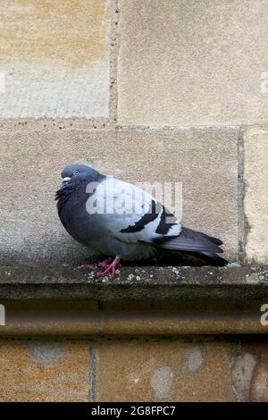 Feral Pigeon (Columba livia) Norwich Cathedral GB UK juin 2021 Banque D'Images