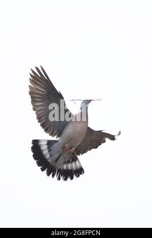 Pigeon de bois (Columba oenas) récolte des bâtons de nidification Norwich Cathedral GB UK juin 2021 Banque D'Images