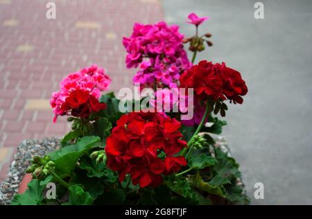L'hortensia rouge et magenta fleurit en été Banque D'Images