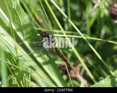 Une libellule Skimmer (Orthetrum coerulescens) femelle en bobine laquée repose dans une longue herbe. Les mâles sont bleus; les femelles ont un abdomen jaune-brun. Banque D'Images