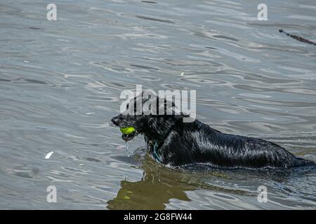 PUTNEY LONDRES 20 juillet 2021 . Un chien joue avec un ballon tout en se rafraîchi sur la Tamise lors d'une journée de sweltering chaude à Londres. Un avertissement ambre de chaleur extrême a été émis pour Londres et le sud-est de l'Angleterre, car les températures sont passées pour rester élevées avec 33 celsius pendant la mini - vague de chaleur . Credit amer ghazzal/Alamy Live News Banque D'Images