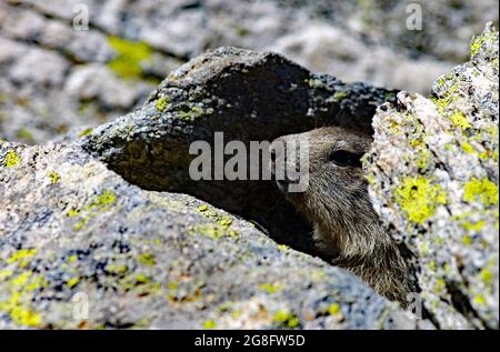 Marmotta, Parco Nazionale del Gran Paradiso, Italie Banque D'Images