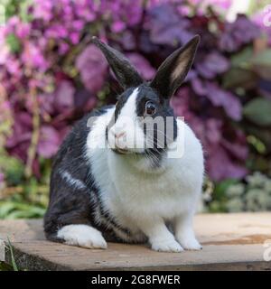 Lapin hollandais Banque D'Images