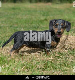 petit chien de dachshund à poil dur Banque D'Images