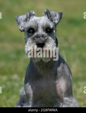 Schnauzer nain Banque D'Images