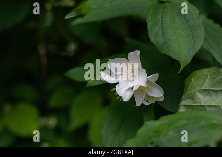 Les fleurs de jasmin blanches sont entourées de feuilles vertes sur un Bush. Banque D'Images