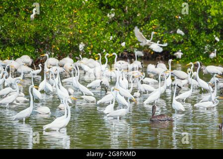 Groupe de grands aigrettes blanches (Ardea alba) à la recherche de nourriture dans un étang, J.N. Ding Darling National Wildlife refuge, Floride, États-Unis Banque D'Images