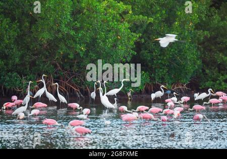 Groupe de grands aigrettes blanches (Ardea alba) et de la pêche aux spaons de roséate (Platalea ajaja), J.N. Ding Darling Wildlife refuge, Floride, États-Unis Banque D'Images