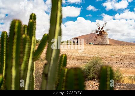 Moulin à vent traditionnel en pierre encadré par cactus, Tefia, Fuerteventura, îles Canaries, Espagne, Atlantique, Europe Banque D'Images