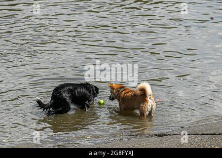 PUTNEY LONDRES 20 juillet 2021 . Deux chiens jouant avec une balle pendant qu'ils se rafraîchissait sur la Tamise lors d'une journée de sweltering chaude à Londres. Un avertissement ambre de chaleur extrême a été émis pour Londres et le sud-est de l'Angleterre, car les températures sont passées pour rester élevées avec 33 celsius pendant la mini - vague de chaleur . Credit amer ghazzal/Alamy Live News Banque D'Images