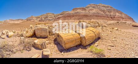 De grandes pièces de bois pétrifié sur le côté ouest du bassin Rouge dans le parc national de la forêt pétrifiée Arizona, États-Unis, Amérique du Nord Banque D'Images