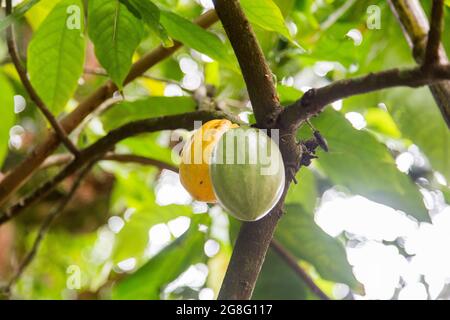 cacao (fruit à partir duquel les graines sont prises pour faire du chocolat) encore dans le cacao. Banque D'Images