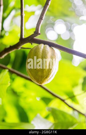 cacao (fruit à partir duquel les graines sont prises pour faire du chocolat) encore dans le cacao. Banque D'Images