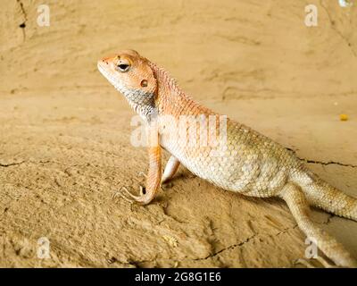 Foyer sélectif d'un lézard Spity Agama rampant sur le sol sec Banque D'Images