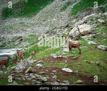 Famille de chèvres de montagne (visites) dans les montagnes du caucase près du lac Banque D'Images