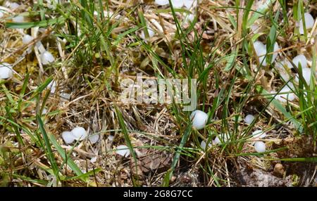 Photo en gros plan des pierres de grêle dans l'herbe. De la taille d'un raisin. Banque D'Images