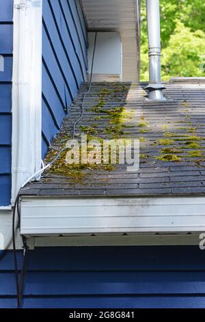 Mousse et moisissure poussant sur les bardeaux de toit d'une maison. Banque D'Images