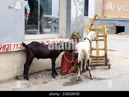 Beawar, Rajasthan, Inde, 20 juillet 2021 : le vendeur de bétail attend que les clients vendent leurs chèvres à la veille du festival Eid-al-Adha à Beawar. Crédit : Sumit Saraswat/Alay Live News Banque D'Images