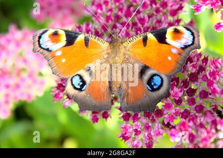 Peacock papillon sur une fleur Banque D'Images