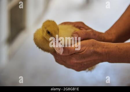 Une gaine jaune douce dans les mains d'une femme âgée. Banque D'Images