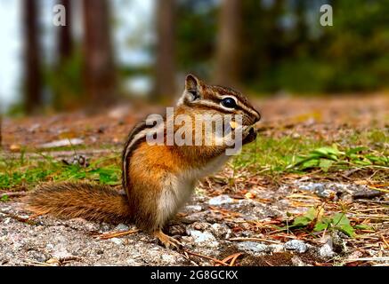 chipmunk au sol Banque D'Images