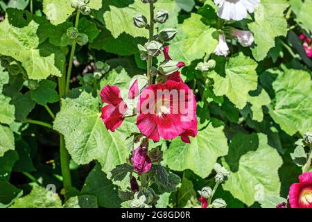 Fleurs fraîches fleur rose vif hollyhock (Alcea rosea, Malva, Mallow) fleurs dans le jardin en été. Banque D'Images