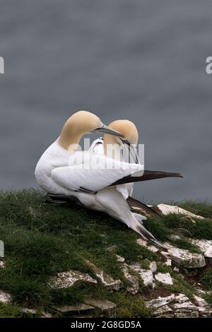 Northern Gannet (Morus bassanus) squabing ou affichage ou courting Bempton Cliffs Yorkshire GB 2021 Banque D'Images