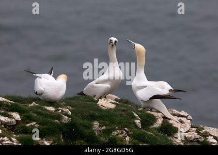 Northern Gannet (Morus bassanus) squabing ou affichage ou courting Bempton Cliffs Yorkshire GB 2021 Banque D'Images