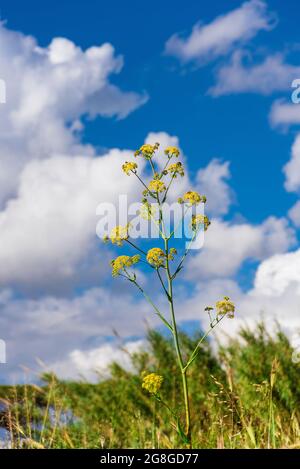 Fleurs de printemps jaunes dans un pré avec des abeilles Banque D'Images