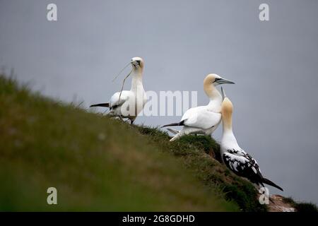 Northern Gannet (Morus bassanus) squabing ou affichage ou courting Bempton Cliffs Yorkshire GB 2021 Banque D'Images