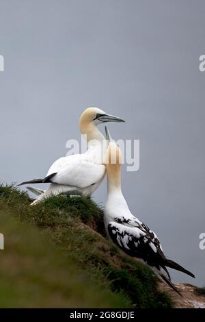 Northern Gannet (Morus bassanus) squabing ou affichage ou courting Bempton Cliffs Yorkshire GB 2021 Banque D'Images