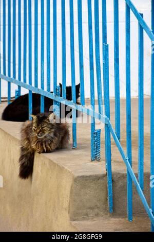 Deux chats de couleur noire et multicolore reposent sur une véranda en béton avec une rampe bleue. Queue de chat moelleuse pendre. Mise au point sélective. Banque D'Images