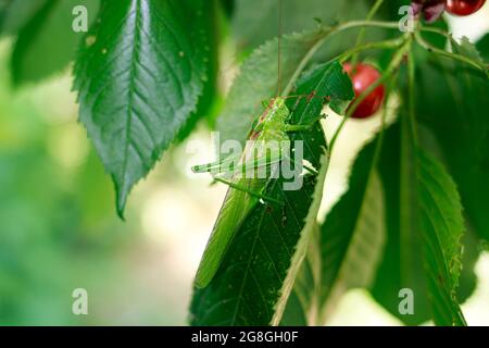 Une grande sauterelle verte à queue longue se trouve sur un arbre sur les feuilles. La sauterelle est une burpe d'Orthoptera. Tettigonia caudata. Banque D'Images