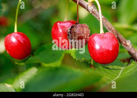 Des cerises pourries sur un arbre fruitier parmi des baies saines et mûres normales. Maladies des arbres. Banque D'Images