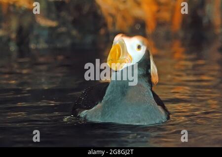 Puffin touffeté, Fratercula cirhata portrait nageant Banque D'Images