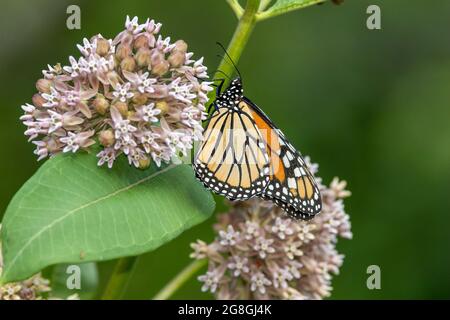 Papillon monarque sur l'asclépiade commune Banque D'Images