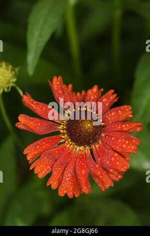 Helenium moerheim Banque D'Images