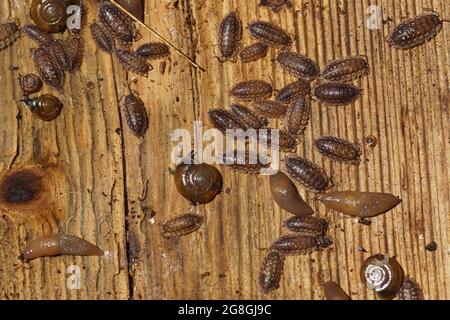 Dessous d'une planche en bois sur le sol avec des escargots, des poux et des limaces (Oxychilus, Oniscus asellus, Deroceras invadens). Jardin hollandais, été, juillet Banque D'Images