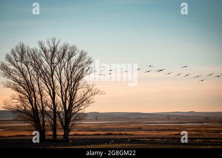 Grues volant au crépuscule au-dessus des lagons et des arbres au début de la migration. Banque D'Images